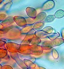 CANDIDA?  La Natura ti aiuta a sconfiggerla.