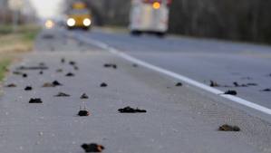 UCCELLI MORTI – Anche sulla A20 Messina Palermo