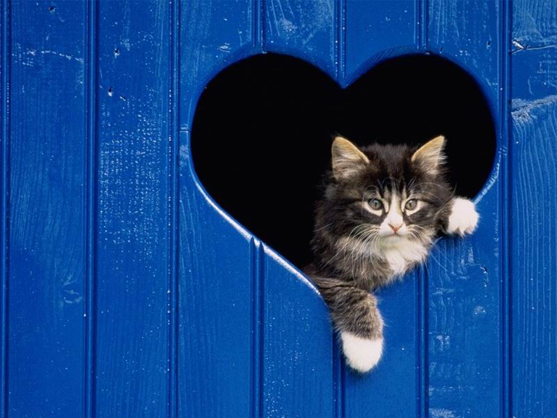 BUON SAN VALENTINO