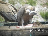 AVVOLTOI – Altri due voleranno sul Parco dei Nebrodi