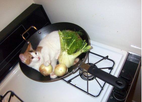 MENU’ DISPETTOSI – Litigano e lui le cucina i suoi gatti