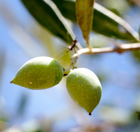 SANT’ANGELO DI BROLO – Liscio come l’olio