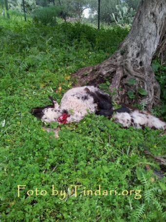 PATTI – Un cane fa strage di pecore. Ne sgozza 92 le altre le salvano i pompieri.