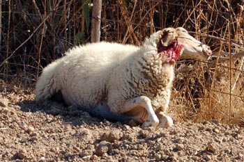 LA STRAGE DEGLI OVINI – Sarà il soccorso alpino a rimuovere le carcasse