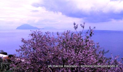 LA FOTO – Anticipi di primavera alle Eolie