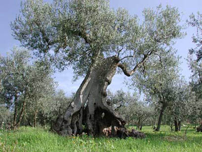 SINAGRA – E’ tempo d’olio.