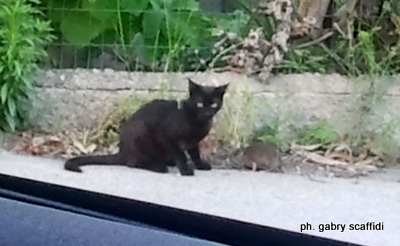 Gatto & Topo – Amici, ma non troppo