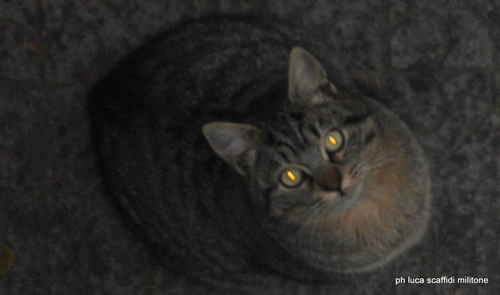 TRAPPOLE PER GATTI – A Sant’Agata c’è chi si diverte così