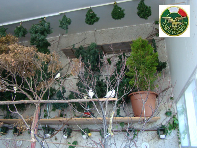 BROLO – Sequestro di uccellagione da parte del corpo forestale