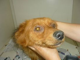 ADOTTA UN CANE – Vite rovinate dalla cattiveria umana