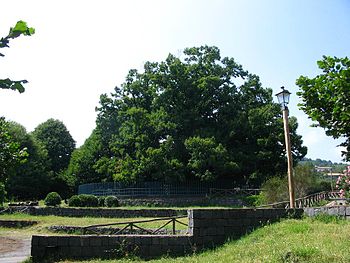 SANT’ALFIO – Presentazione della 33°edizione del premio “Targa d’Argento-Castagno dei Cento Cavalli”