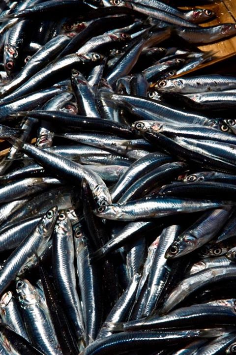 RIPOSTO – Festa del Pesce, un fine settimana all’insegna di degustazioni, musica e spettacoli