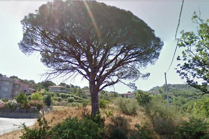 LUOGHI CHE MUTANO – La curva di “pigna” senza il suo pino.