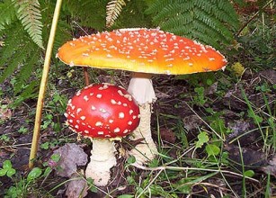 ANDAR PER FUNGHI – Un corso per il “patentino” a Capo d’Orlando.