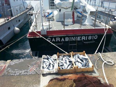MILAZZO – Sequestrati 17 kg di tonno rosso