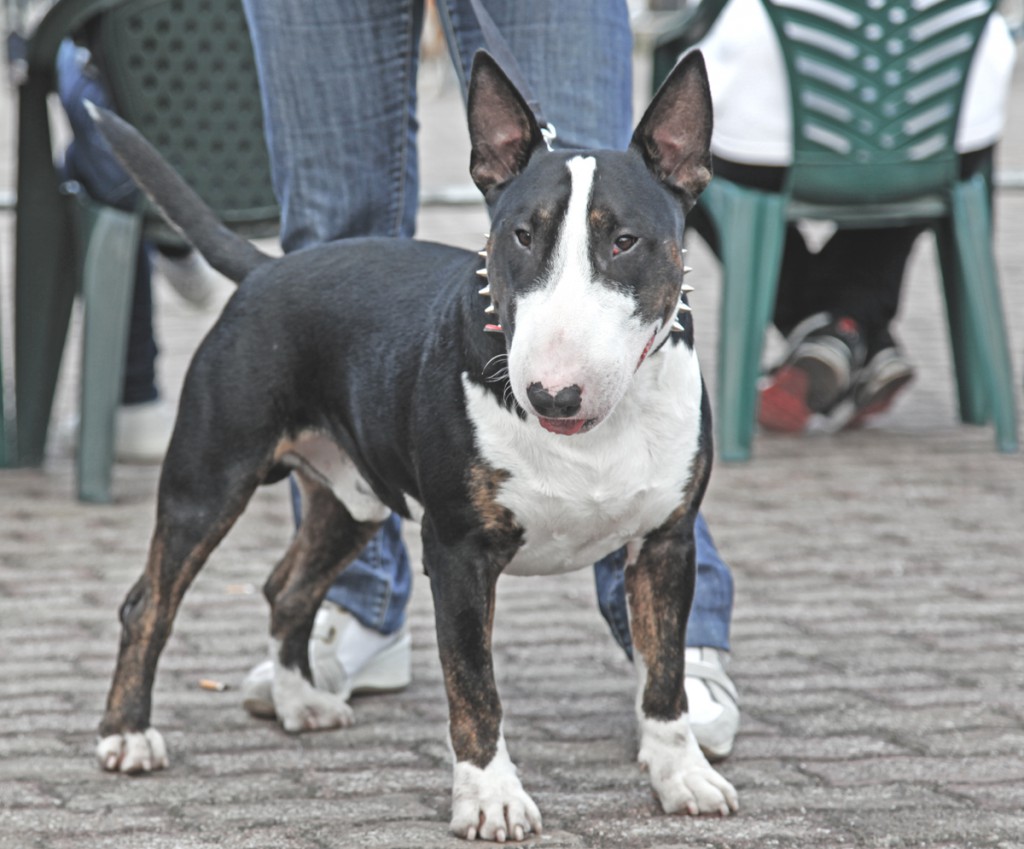 “BRUCE” – Razza campione.