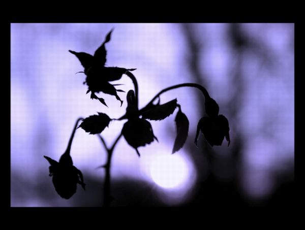 SINAGRA – I “fiori” hanno rischiato di appassire.
