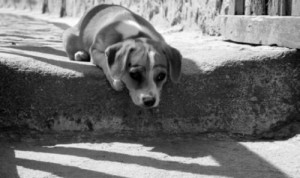 cani-randagi