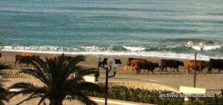 TRANSUMANZE – Mucche a mare!