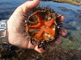 RICCI INDIGESTI – …a Brolo  per i pescatori di frodo