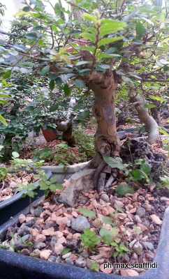 ESSENZE – La foresta bonzai