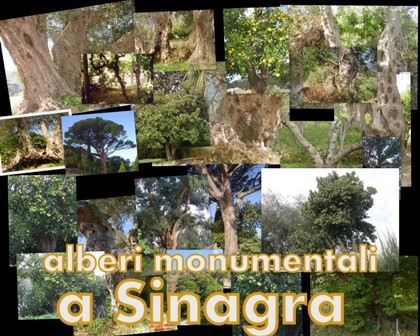 Alberi Monumentali – A Sinagra, grazie alla Pro Loco vengono inseriti nel Registro delle Eredità Immateriali