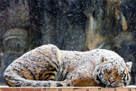 Sinagra – “La Tigre e la Neve”