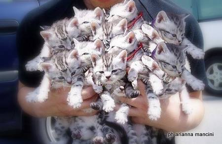 Cucciolate… – E son dodici!