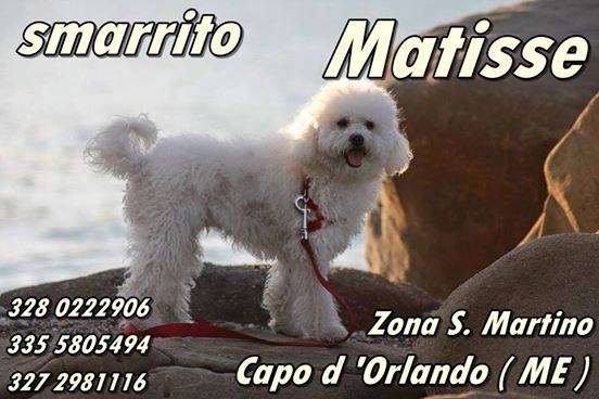 CHI HA VISTO MATISSE?- Non si trova più un barboncino bianco taglia piccola, la sua cuccia era a San Martino a Capo d’Orlando