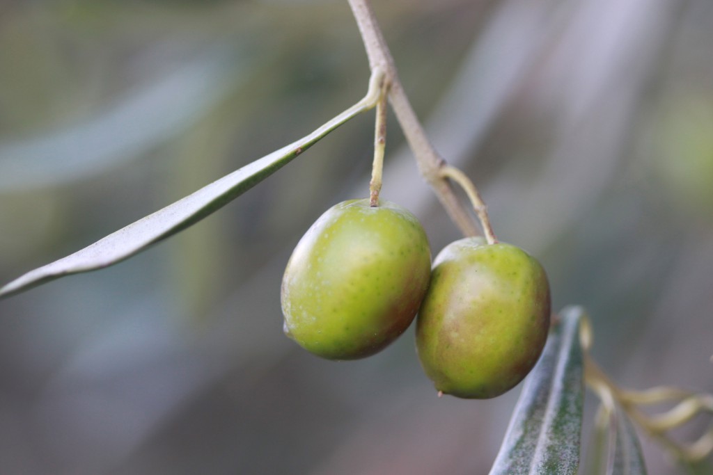 Olio – Si prevede ottima annata per l’extravergine di Menfi
