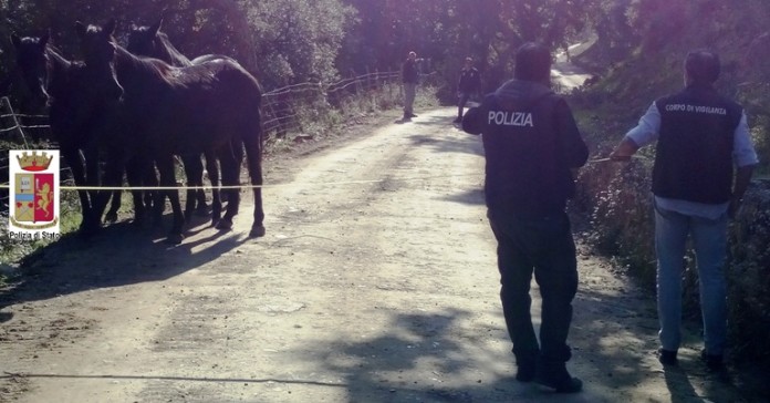 MONTI NEBRODI – Ritrovati 5 cavalli rubati ad allevatore di Caronia