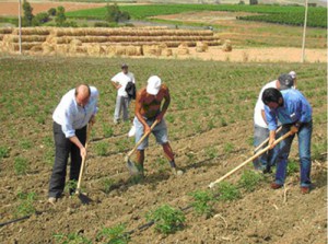SVILUPPO – Credito di imposta per gli investimenti al Sud esteso alle imprese agricole