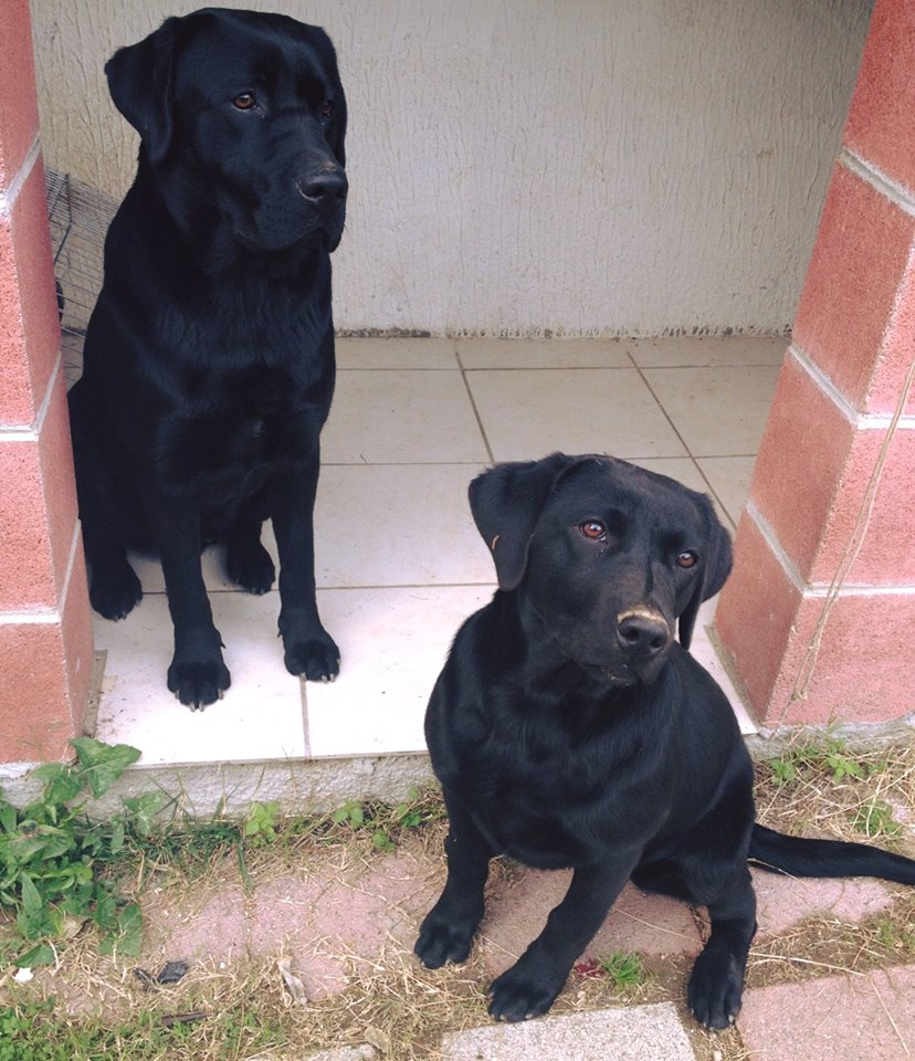Thor & Lady – Chi li ha visti?