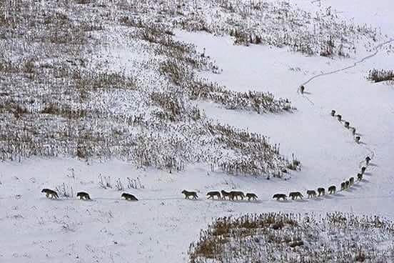 Bufale e Lupi – Una bella storia, quella del branco, ma è una favola di Natale