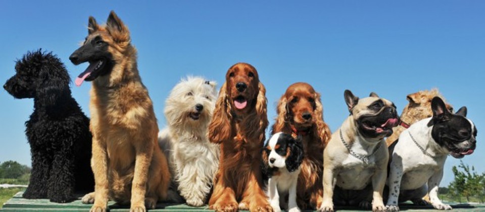 EXPO CANINA – A BROLO SI CURANO I DETTAGLI PER LA RASSEGNA DEL 17 GENNAIO … I PRIMI “VOLTI” IN CONCORSO
