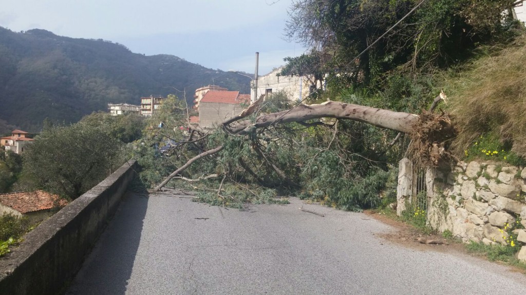 Vento di Scirocco – Alberi divelti anche a Sant’Angelo di Brolo. I danni nell’isola