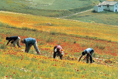 CALABRIA – Il futuro passa dall’agricoltura