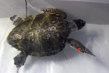 FILICUDI – Salvata tartaruga Caretta Caretta