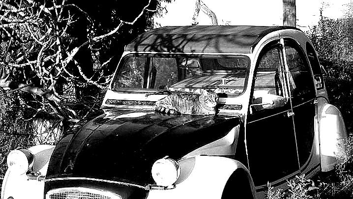 La foto – Due Cavalli & un Gatto