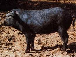 PARCO DEI NEBRODI – Deferito allevatore per maltrattamenti di suini di dubbia provenienza