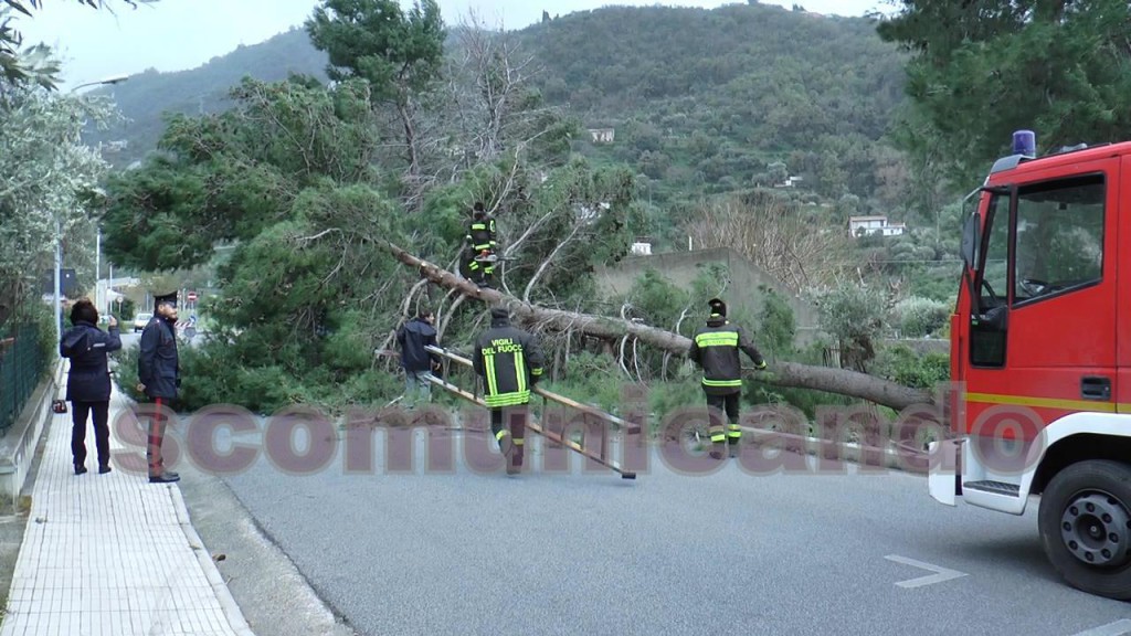 ALBERI COME FUSCELLI – A Gioiosa Marea e a Patti, il vento di oggi fa danni. A Brolo sfiora i 100kmh