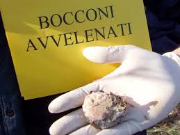 Cani Avvelenati – A Gioiosa Marea è allarme, e scatta l’ordinanza sindacale
