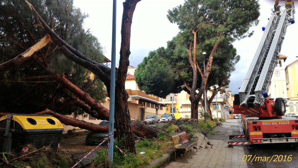 MESSINA – Ennesima tragedia sfiorata per la caduta di due grossi alberi