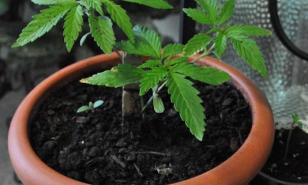 COLTIVAZIONI INDOOR – 323 piante di marijuana riposte in vasi