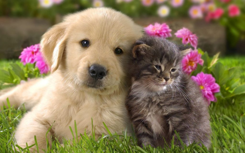 SALUTE E BENESSERE – Cani e gatti amici delle donne meno stress e ictus