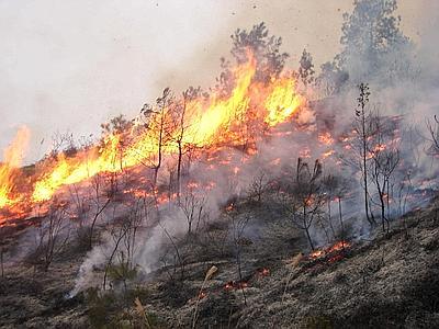 INCENDI – Coldiretti Sicilia: devastato l’ambiente e il paesaggio