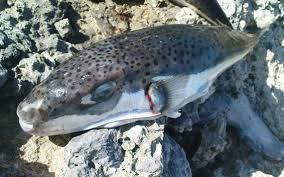 ALLERTA PESCE – Ritrovata una specie altamente tossica