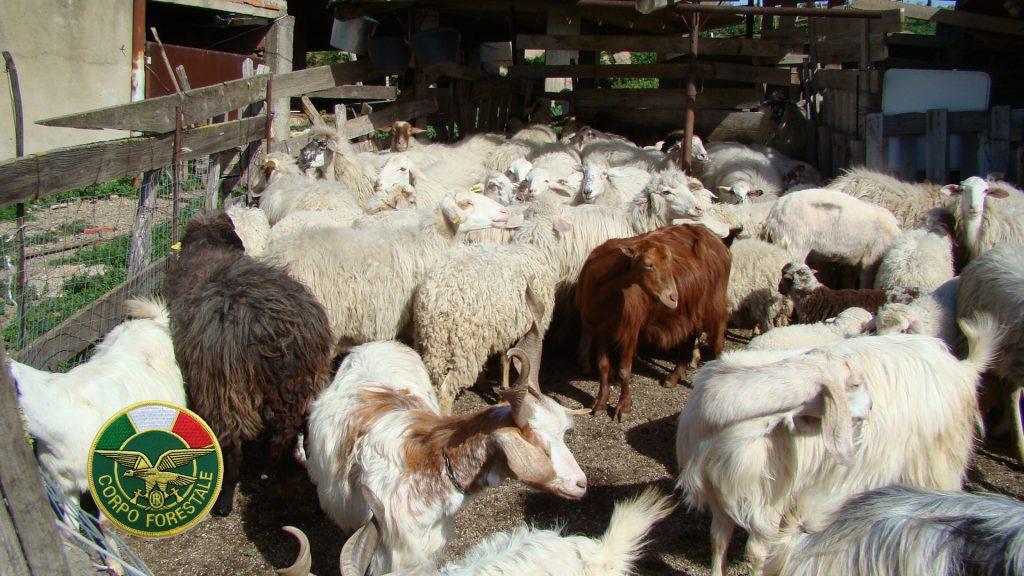 FORESTALE – Operazione interforze nel territorio di Novara di Sicilia e Tripi