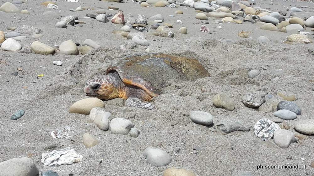 SPIAGGIA PONTE NASO – Avviato il presidio a tutela del sito di nidificazione della tartaruga “Caretta Caretta”