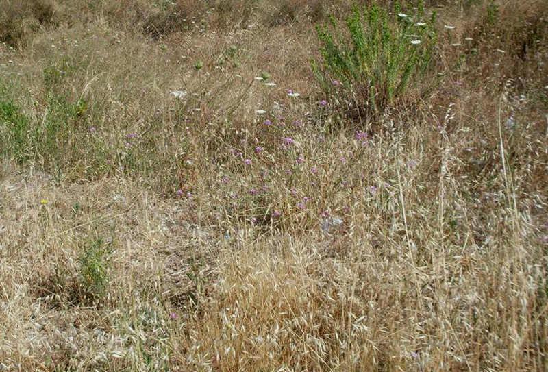 MILAZZO – Fondi incolti, diffida del Comune ai proprietari per gli interventi di bonifica